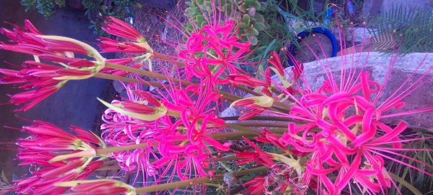 沉默忧郁的花语——寂寞的蓝色玫瑰（唤起内心深处的情感）