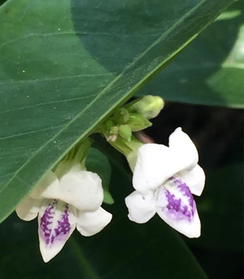 以花为代表的道歉艺术（表达内心真挚歉意的花语）