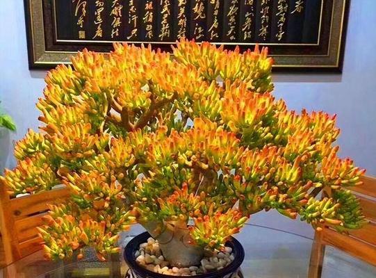 招财纳福之花（吉祥花卉）
