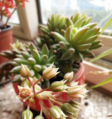 花草迎回家（以什么花代表欢迎回家）