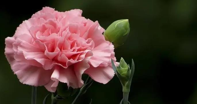 柔弱之花（通过花卉的柔弱特质探讨生命的坚韧与美丽）
