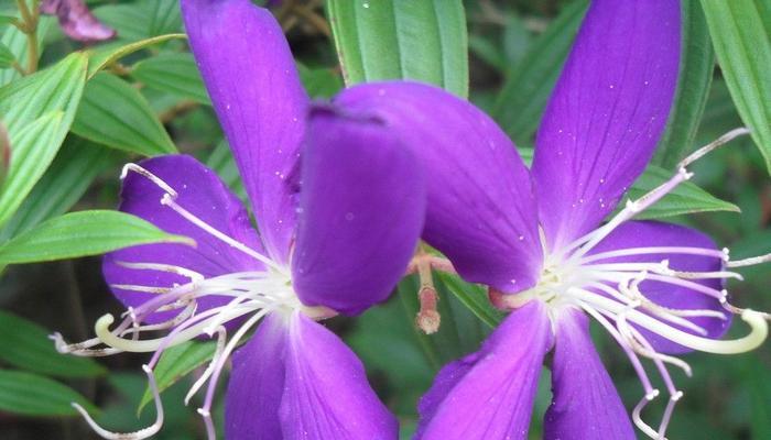 魅力之花有哪些？从花卉的姿态中窥探无穷魅力