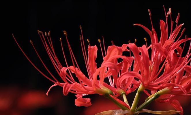 缤纷彼岸花（彼岸花的颜色与意义）