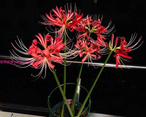 如何正确水养彼岸花（掌握关键技巧）