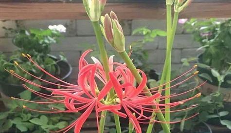 彼岸花种植方法与注意事项（彼岸花种植方法与注意事项）