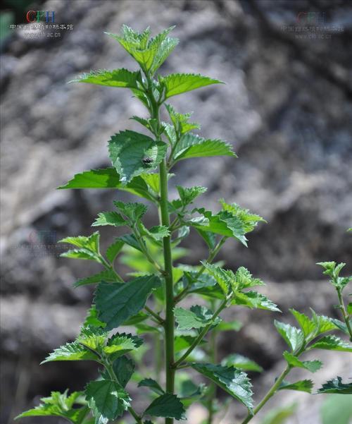 碧翠丝的分类与特点（探寻碧翠丝的植物学家之谜）