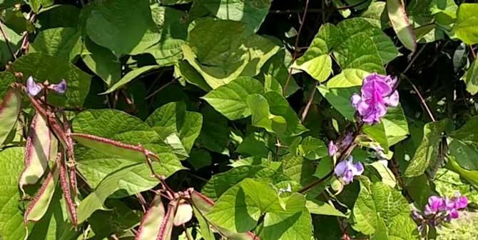 小扁豆种植指南（种植时间）