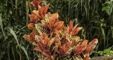 变叶木开花的奥秘（揭开变叶木开花的神秘面纱）