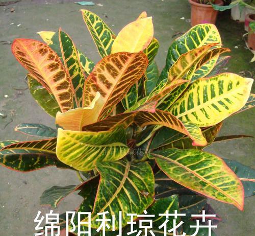 如何安全越冬养护变叶木（变叶木越冬须知）