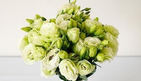 自信的花开放心扉风华绝代（让花语告诉你如何展现自信）