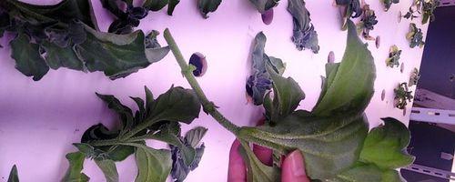 如何用扦插繁殖冰菜（掌握正确技巧）