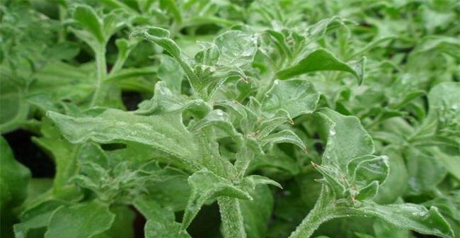 冰菜种植全攻略（一年多次收获的秘密及种植周期详解）