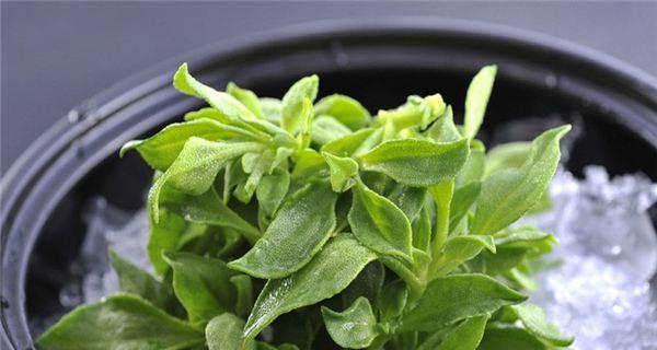 认识冰草和穿心莲（解析两种植物的特点及用途）
