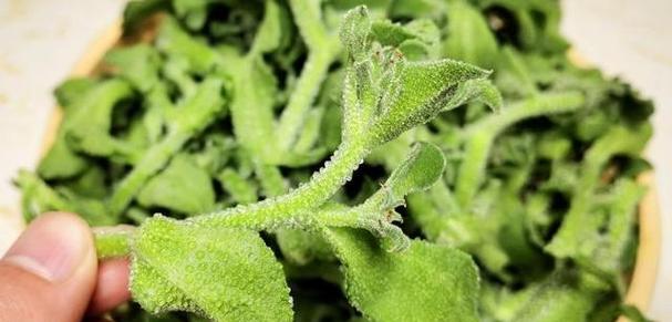 冰草（探究冰草的营养价值及生食方法）