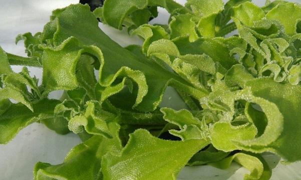 冰草的别名及其生物特征（了解“仙人掌海藻”的惊人魅力）