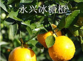 冰糖橙上市时间及特点（什么时候可以品尝到这个美味的水果）