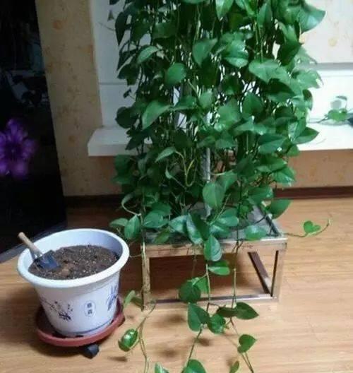 饼肥适合浇什么花（掌握这些要点）