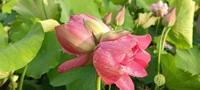 如何让你的并蹄莲开花（养护技巧和关键步骤）