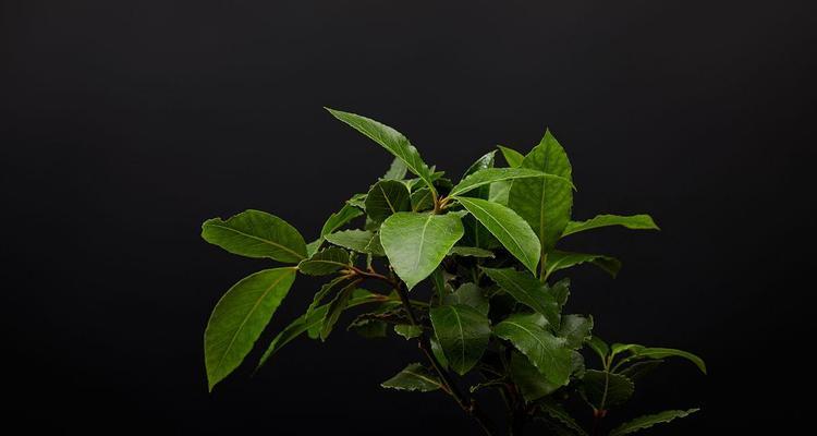 黑叶树的神秘之美（探索黑色叶子背后的世界）