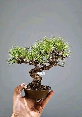黑松的浇水频率（每周一次）