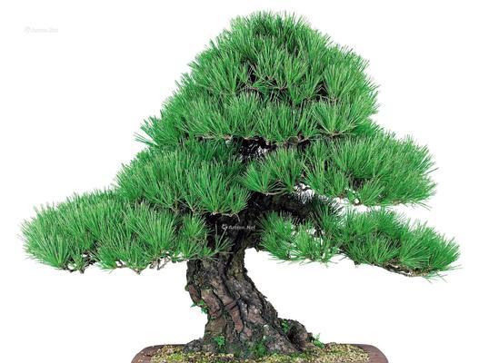 黑松品种的种类及特点（探索黑松品种的多样性）