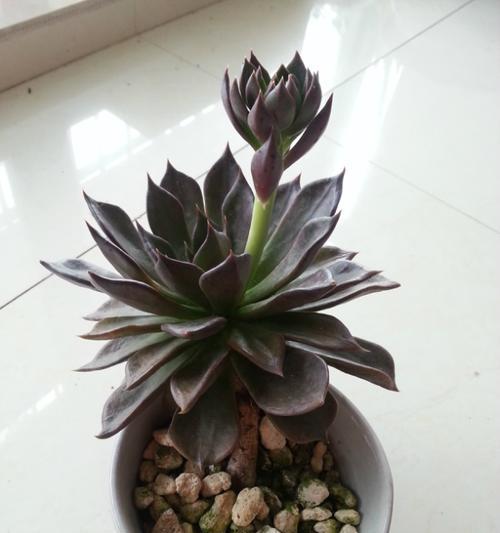 如何处理黑王子开花后（花期管理技巧及注意事项）