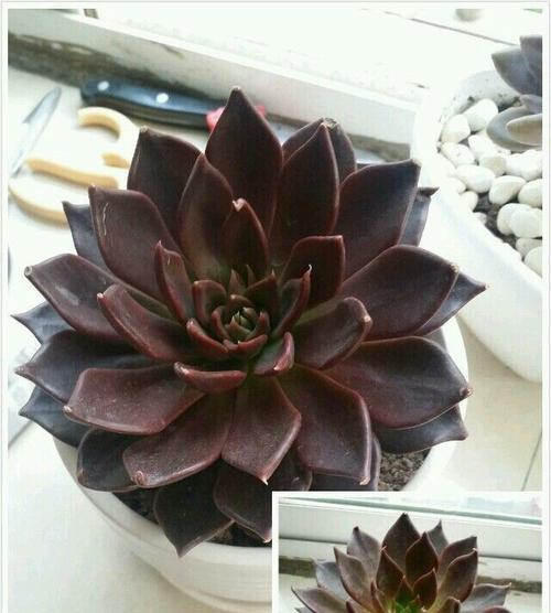 黑王子爆头养殖指南（掌握这些技巧）