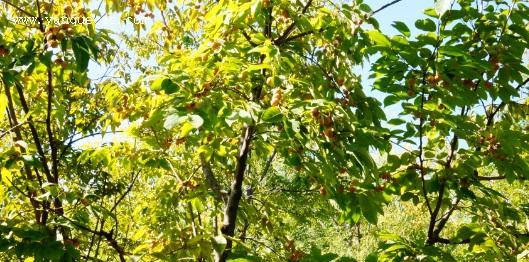黑枣几年结果实开花的时间及栽培技巧（掌握这些技巧）