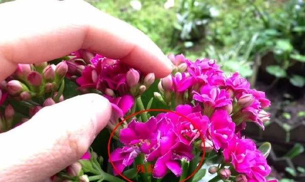 黑爪开花后的处理方法（让花儿更美丽）