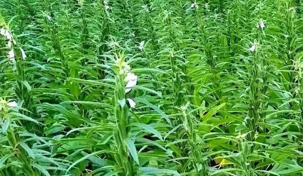 黑芝麻的种植方法与最晚种植时间（从选地到收获）