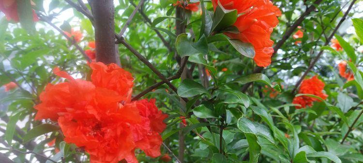 石榴花花语与寓意（探寻石榴花的神秘象征）