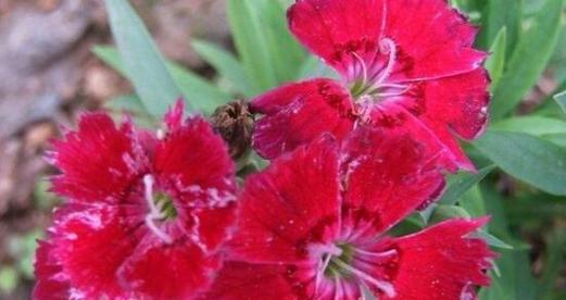 石竹花的花语（探寻石竹花的内涵与象征）