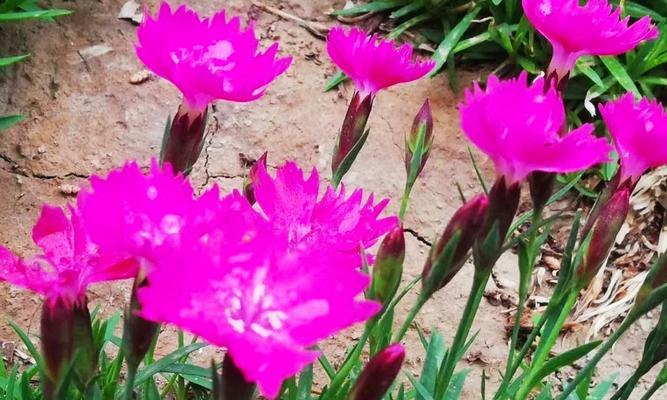 石竹花的寓意与象征（探寻石竹花的美丽与内涵）