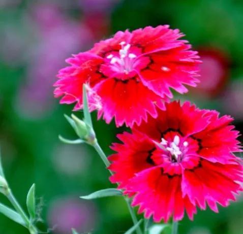 石竹花——花开寓意人生的美好（探寻石竹花的花语与含义）