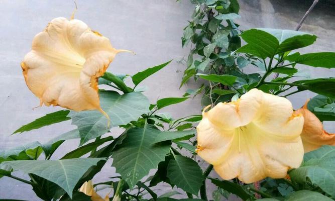 时钟花的花语与传说故事（时钟花的神秘花语及令人神往的传说故事）