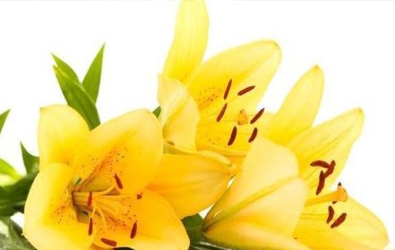 送给老师的花与花语（向恩师表达敬意的完美方式）