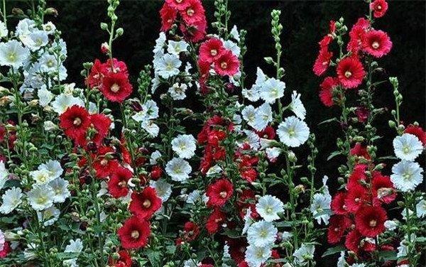 蜀葵（蜀葵的花语与传说）