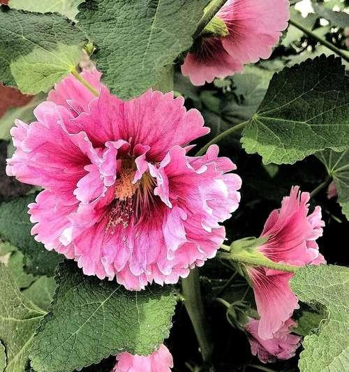 蜀葵花语的含义与象征——探秘花海中的深情告白（浪漫花语背后的真情流露）