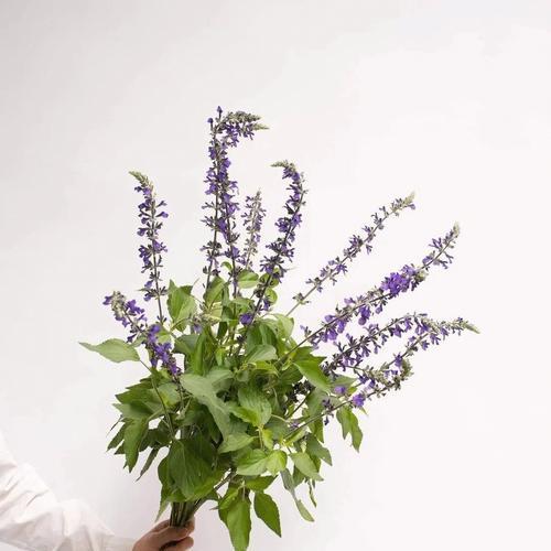 鼠尾草花语与其象征意义（探寻鼠尾草的神秘内涵）