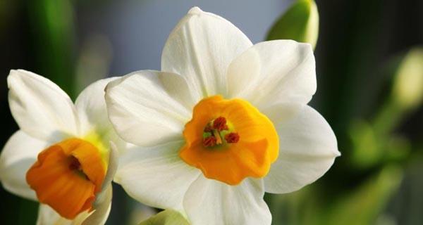 中国水仙花的花语（寓意深远的水仙花）