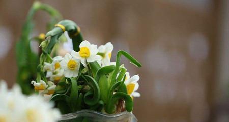 水仙花的花语与意义（水仙花的美丽与寓意）