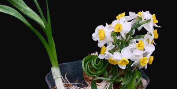 水仙花的花语与意义（水仙花的美丽与寓意）
