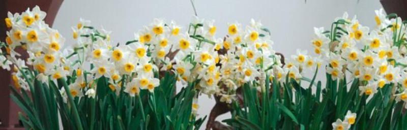 水仙花的花语与象征意义（探寻水仙花背后的深意与神秘）