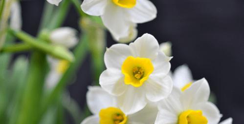 水仙花的花语与美丽传说（探寻水仙花背后的情感与神秘）