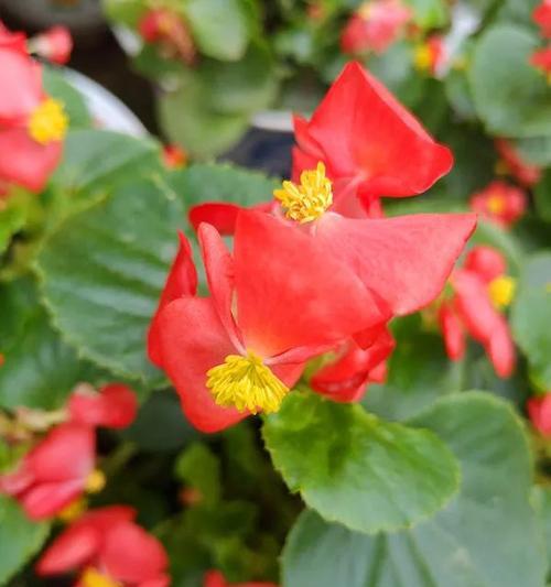 四季海棠花语之美（四季海棠花的美丽与寓意）