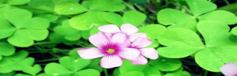 四叶草的象征意义与寓意（探索幸运与希望的绿色宝藏）