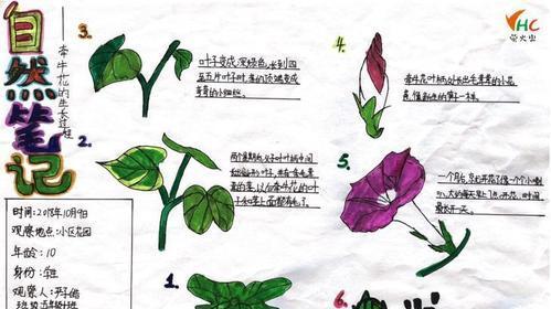 矮牵牛打顶的最佳时间是什么时候？打顶的方法和步骤是什么？
