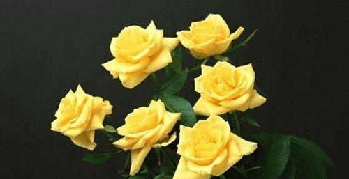 表示幸运的花花语是什么？幸运的花有哪些？