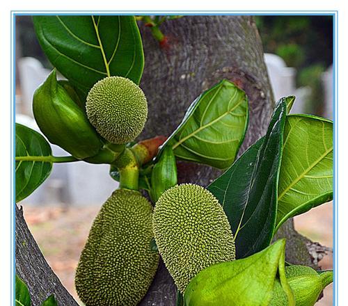 菠萝蜜几年结果实？种植多久可以挂果？