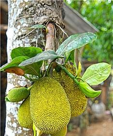 菠萝蜜几年结果实？种植多久可以挂果？